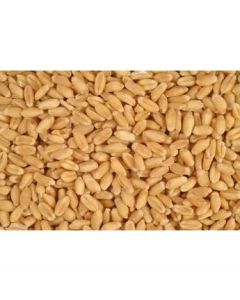50# Whole Wheat